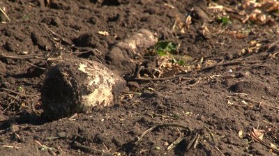 З тонни буряка — 80 кілограмів цукру: на Черкащині завершують збір цукрового буряка З тонни буряка — 80 кілограмів цукру: на Черкащині завершують збір цукрового буряка