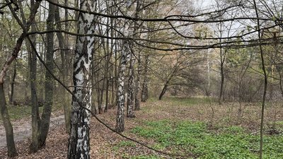 У Полтаві скорочується кількість беріз: яка причина У Полтаві скорочується кількість беріз: яка причина