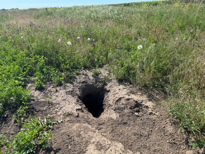 Отруєння байбаків у Диканській ТГ: поліція призначила експертизу Отруєння байбаків у Диканській ТГ: поліція призначила експертизу