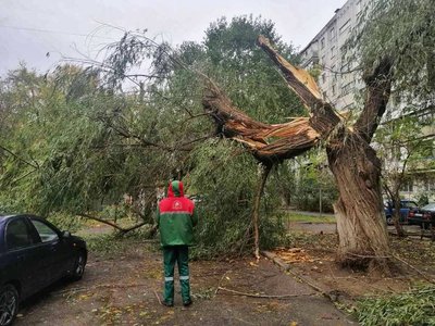 В Одесі через негоду впали дерева