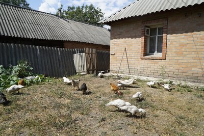 качки, гуси, птиця, двір, переселенці в козіївці, харків качки, гуси, птиця, двір, переселенці в козіївці, харків
