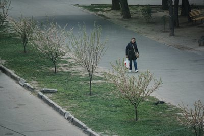 Весняне цвітіння сакур