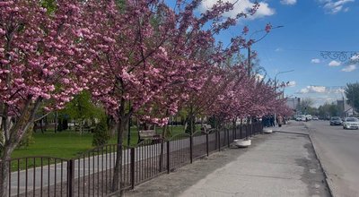 "Аж жити хочеться": у прифронтовому Павлограді стартував сезон цвітіння сакур "Аж жити хочеться": у прифронтовому Павлограді стартував сезон цвітіння сакур