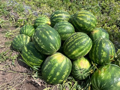 Кавуни, вирощені на Львівщині за херсонською технологією Кавуни, вирощені на Львівщині за херсонською технологією