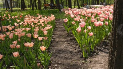 Очікують понад чотири мільйони квітів: у кропивницькому Дендропарку квітнуть тюльпани Очікують понад чотири мільйони квітів: у кропивницькому Дендропарку квітнуть тюльпани