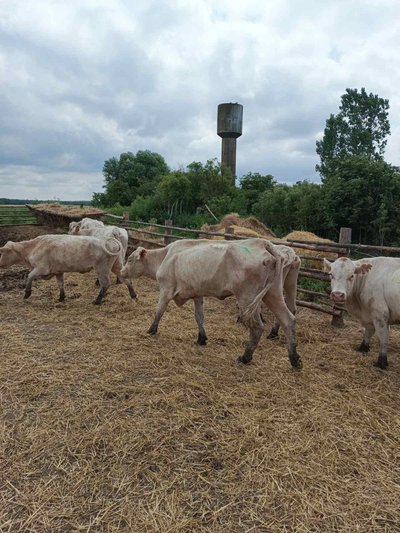 Корови відразу після евакуації Корови відразу після евакуації