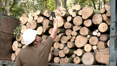 Заготівля дров на Вінниччині: які породи та за скільки можна придбати у лісництві Заготівля дров на Вінниччині: які породи та за скільки можна придбати у лісництві