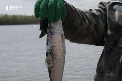 "Чоловіки воюють, на воду виходять жінки": як змінилася рибалка у Вилковому під час війни