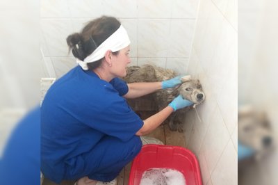 “Ця праця не припиняється ні на день”: як працівники притулків в Одесі справляються з наслідками вторгнення Росії