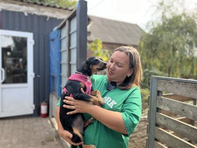 Притулок для тварин собаки коти такса Нюша з Авдіївки Костянтинівка Донецька область 4 жовтня 2024 Притулок для тварин собаки коти такса Нюша з Авдіївки Костянтинівка Донецька область 4 жовтня 2024