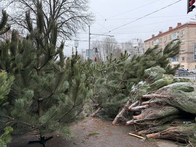 Ціни сягають 10 тис. грн. У Дніпрі відкрились 70 точок продажу новорічних дерев Ціни сягають 10 тис. грн. У Дніпрі відкрились 70 точок продажу новорічних дерев