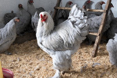 Кури, яких розводить Янош Ротар Кури, яких розводить Янош Ротар