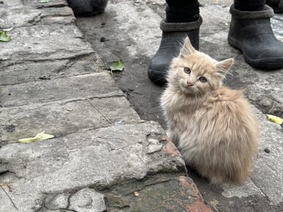 "У своїй хаті вже доживу". Як живуть останні мешканці покинутого села на Сумщині "У своїй хаті вже доживу". Як живуть останні мешканці покинутого села на Сумщині