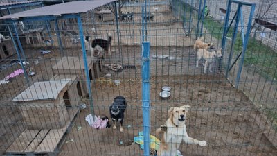 Як війна впливає на домашніх улюбленців Як війна впливає на домашніх улюбленців