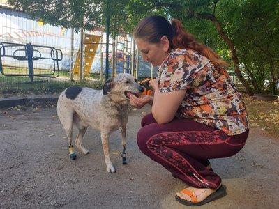 У Кропивницькому живе перший в Україні пес з імплантами на двох лапах У Кропивницькому живе перший в Україні пес з імплантами на двох лапах