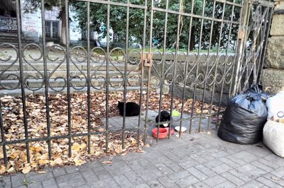 "Коли господар їде на фронт, пес Батон стресує": як в КП "Ласка" у Луцьку доглядають тварин "Коли господар їде на фронт, пес Батон стресує": як в КП "Ласка" у Луцьку доглядають тварин