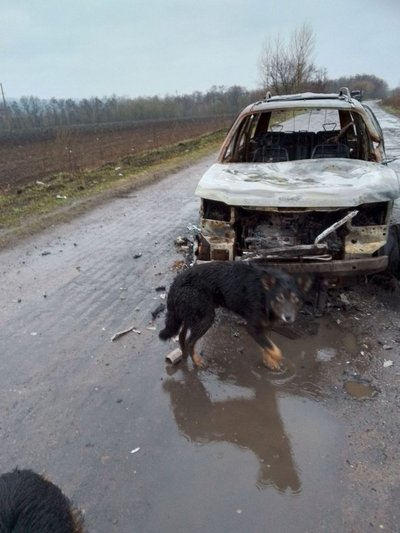 Евакуйований житель Великої Рибиці повернувся за собаками і пішки вивів їх з-під обстрілів