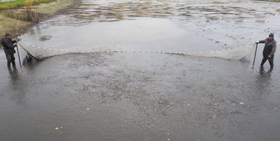 зариблення Хмельницької АЕС зариблення Хмельницької АЕС