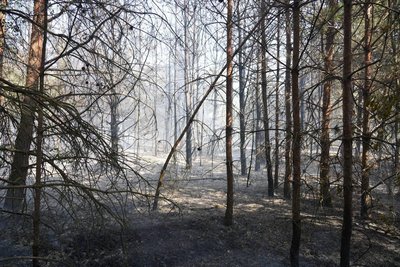 За добу на Волині сталося 23 пожежі в екосистемах. Є загиблий За добу на Волині сталося 23 пожежі в екосистемах. Є загиблий