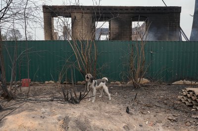 Наслідки масштабної лісової пожежі на Харківщині, 3 вересня 2024 року Наслідки масштабної лісової пожежі на Харківщині, 3 вересня 2024 року