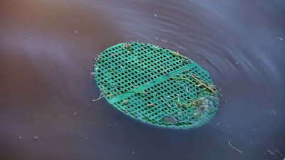 Чому вода у ставках парку Перемоги в Одесі змінила колір