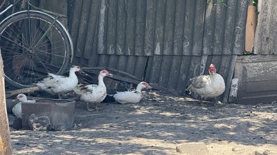 Качки на подвір'ї Новогригорівка Дружківська громада Донецька область 9 липня 2025 рік Качки на подвір'ї Новогригорівка Дружківська громада Донецька область 9 липня 2025 рік