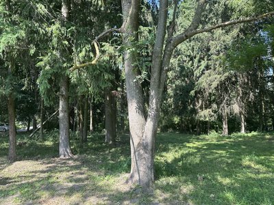 Занедбана пам'ятка садово-паркового мистецтва на Житомирщині: у Івницькому парку падають аварійні дерева Занедбана пам'ятка садово-паркового мистецтва на Житомирщині: у Івницькому парку падають аварійні дерева