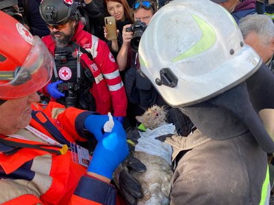 Рятувальники витягли кішку з-під завалів будинку, куди поцілив дрон-камікадзе 17 жовтня