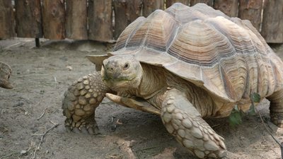 "Він дуже активний": у зоопарку Миколаєва живе черепаха на прізвисько Маркус "Він дуже активний": у зоопарку Миколаєва живе черепаха на прізвисько Маркус