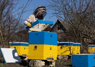 Пасічник працює на пасіці Пасічник працює на пасіці