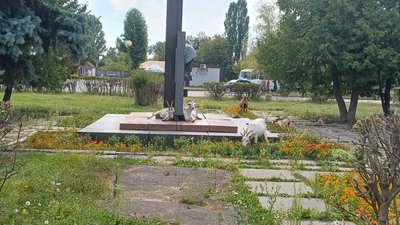 Кози на вулицях Малина на Житомирщині: проблеми з безконтрольним стадом біля вокзалу Кози на вулицях Малина на Житомирщині: проблеми з безконтрольним стадом біля вокзалу