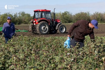 Бавовник на Одещині: від експериментальних ділянок до перших планів промислового вирощування Бавовник на Одещині: від експериментальних ділянок до перших планів промислового вирощування