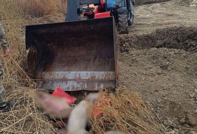 Захоронення тушок свиней: підприємство з Черкащини підозрюють у забрудненні земель Захоронення тушок свиней: підприємство з Черкащини підозрюють у забрудненні земель