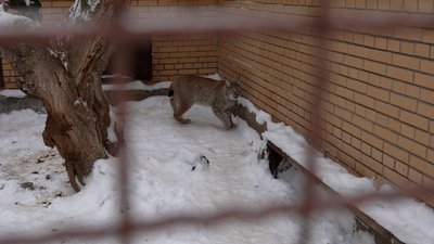 Ведмідь не спить, а рись грається в снігу: як зимують тварини у Менському зоопарку, що на Чернігівщині Ведмідь не спить, а рись грається в снігу: як зимують тварини у Менському зоопарку, що на Чернігівщині