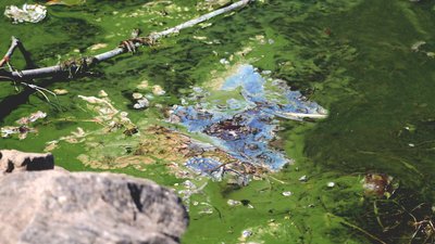 Зелена плівка й водорості: на території яхт-клубу у Дніпрі зацвіла річка. Як борються та чи є загроза для людей і фауни Зелена плівка й водорості: на території яхт-клубу у Дніпрі зацвіла річка. Як борються та чи є загроза для людей і фауни