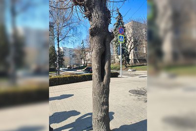 Чому на вулиці Героїв Майдану у Чернівцях зрубали молоду липу Чому на вулиці Героїв Майдану у Чернівцях зрубали молоду липу