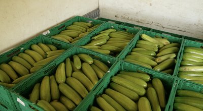 Осінній урожай кабачків: як фермери Черкащини продовжують сезон до холодів