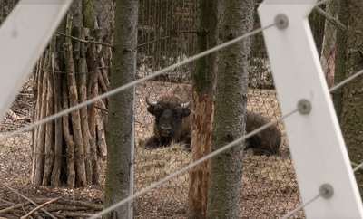 Ведмеді лягають у сплячку: як черкаський зоопарк готується до зими