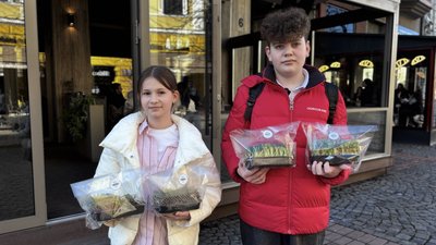 У Мукачеві семикласники вирощують мікрозелень на продаж