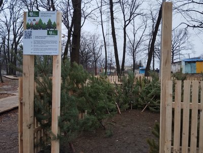 Лісівники Полтавщини розпочали продаж новорічних дерев Лісівники Полтавщини розпочали продаж новорічних дерев