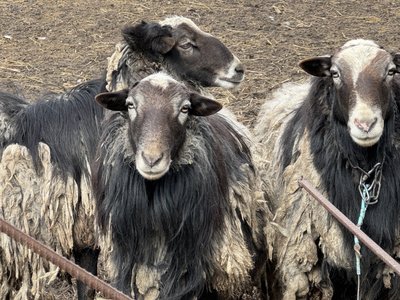 “На кого ж я їх оставлю”. Історія пенсіонера з Прилісного, який тримає баранів біля фронту “На кого ж я їх оставлю”. Історія пенсіонера з Прилісного, який тримає баранів біля фронту