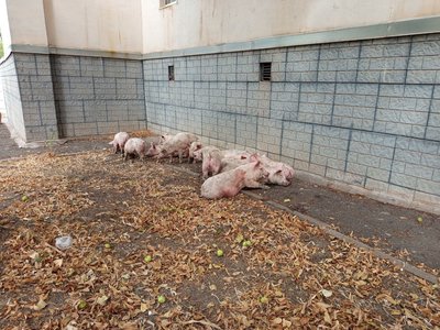 У Кривому Розі перекинулася вантажівка зі свинями: загинуло 150 тварин У Кривому Розі перекинулася вантажівка зі свинями: загинуло 150 тварин