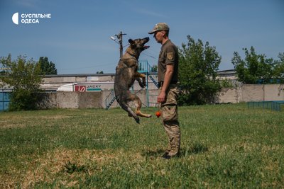 Тренування службової собаки в Одесі Тренування службової собаки в Одесі