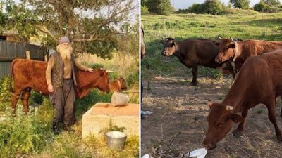 Евакуйований з коровами та собакою: де поселили чоловіка з Донеччини на Полтавщині Евакуйований з коровами та собакою: де поселили чоловіка з Донеччини на Полтавщині