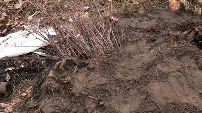 національний парк "Святі гори" саджанці дерева сосна дуб Донецька область 17 грудня 2024 рік національний парк "Святі гори" саджанці дерева сосна дуб Донецька область 17 грудня 2024 рік