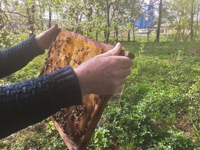 "Бортництво. Глядіння пчіл по-Баївськи": як на Волині бережуть нематеріальну культурну спадщину "Бортництво. Глядіння пчіл по-Баївськи": як на Волині бережуть нематеріальну культурну спадщину