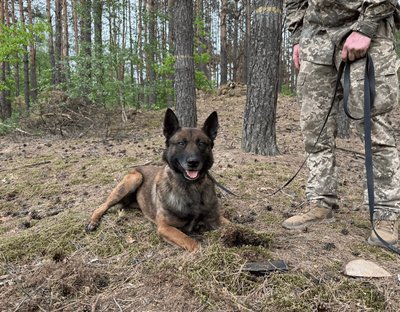 Зв’язок, побудований на довірі: як волинський кінолог разом із псом Ігнесом охороняють кордон Зв’язок, побудований на довірі: як волинський кінолог разом із псом Ігнесом охороняють кордон