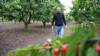 Про садівництво під постійними обстрілами — історія з циклу Суспільного «ТутРемБуд» Про садівництво під постійними обстрілами — історія з циклу Суспільного «ТутРемБуд»