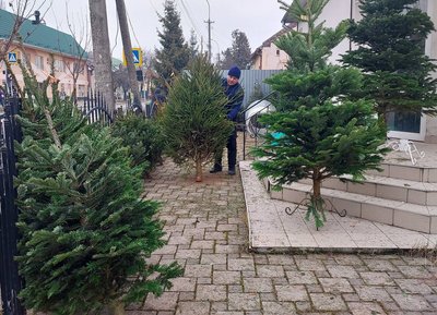 10 місць продажу: де в Ужгороді можна купити ялинку 10 місць продажу: де в Ужгороді можна купити ялинку