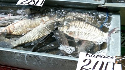 Скільки коштує жива риба на Житньому ринку в Житомирі Скільки коштує жива риба на Житньому ринку в Житомирі